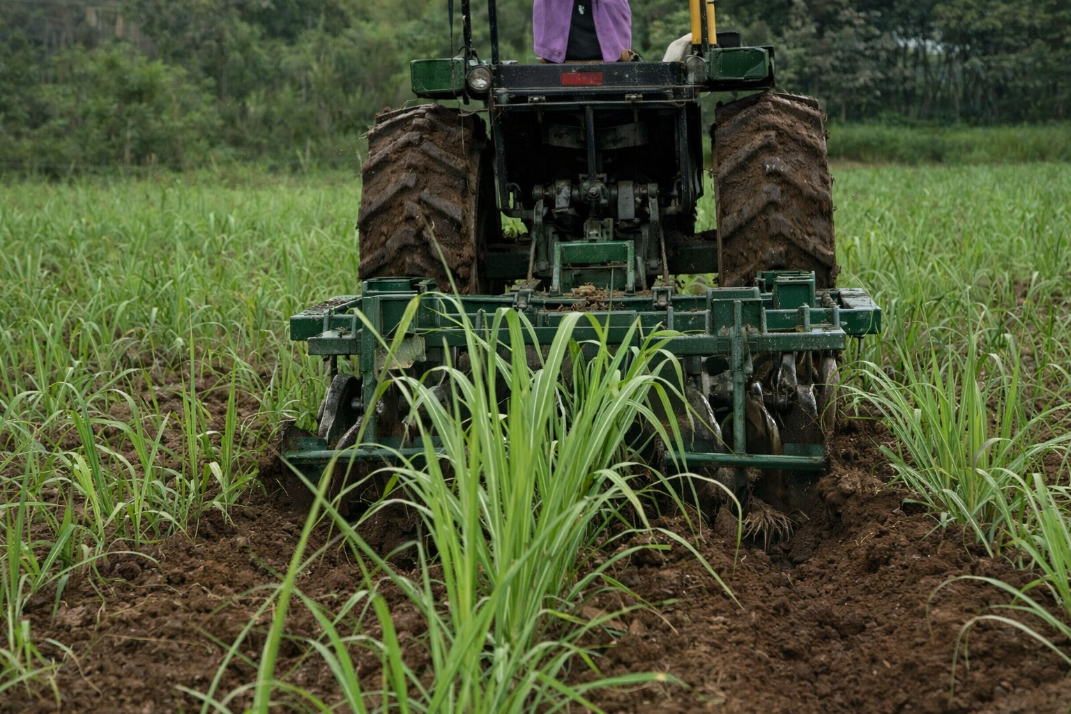 Cultivo aporque con pala